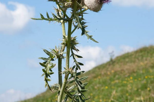 20100821-duerreleiten-14