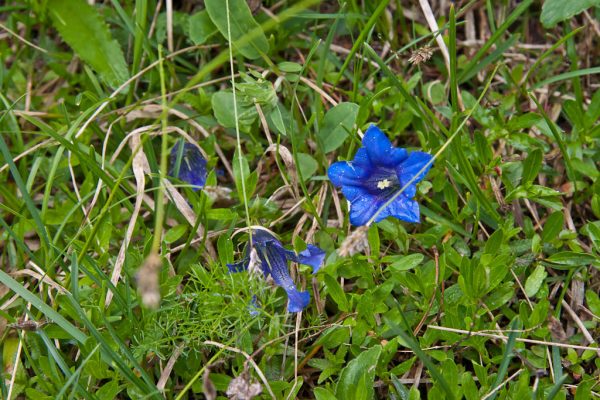 20110612-ameisbuehel-10