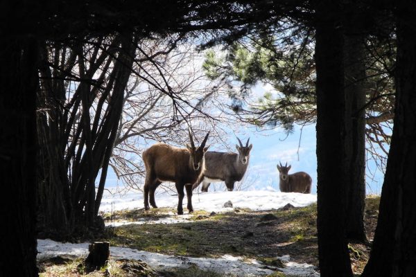 20120225-hohe-wand-11