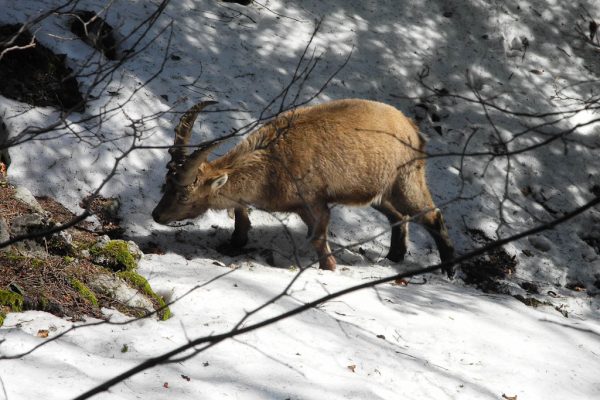 20120225-hohe-wand-12